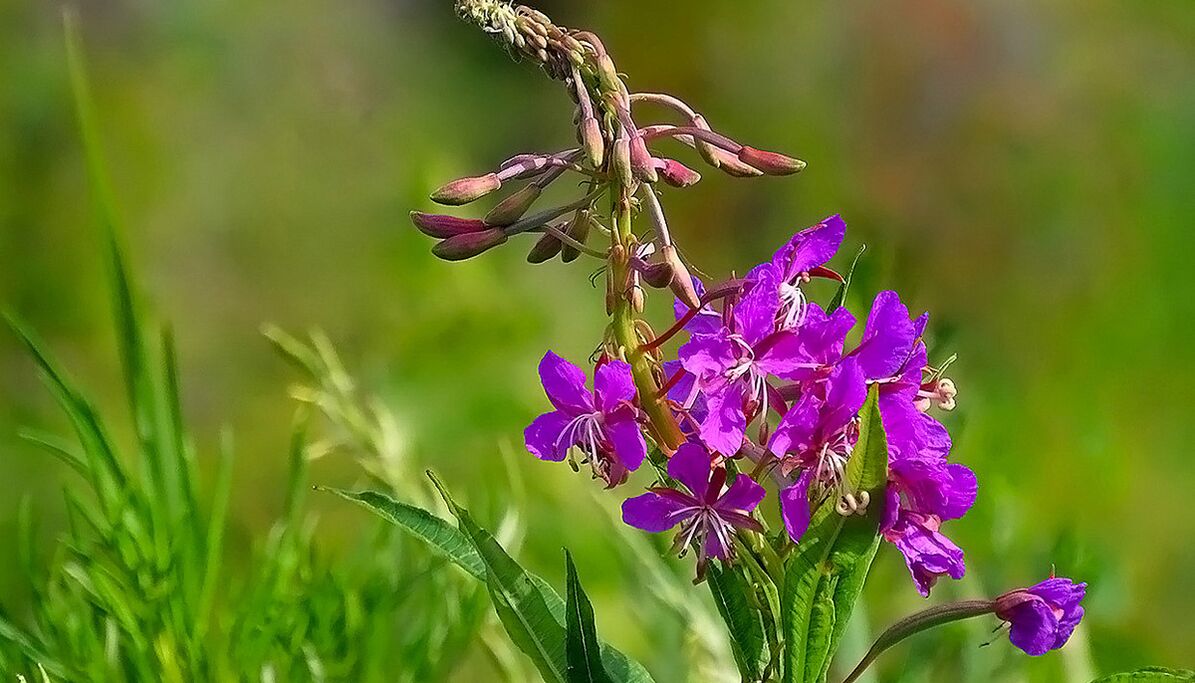 Fireweed στο RevitaCheers